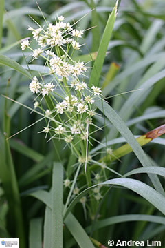 Image of Lomandra longifolia
