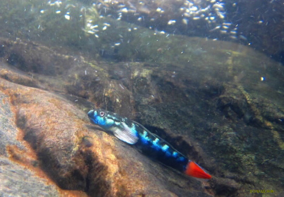 Cling goby