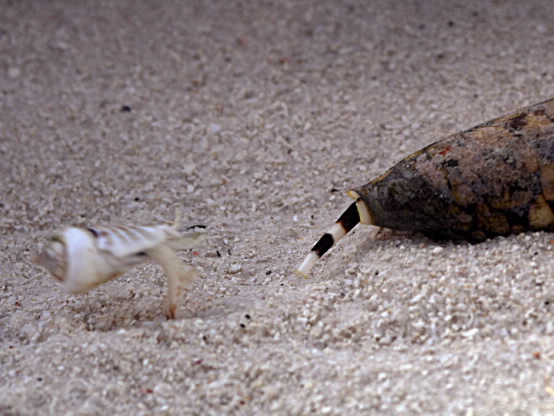 snail jumping away from predator. 