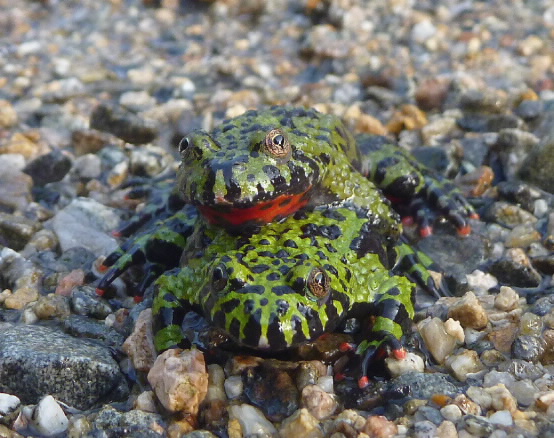 fire bellied toad. 