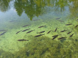 school of fish swimming in a creek