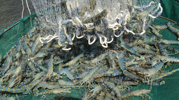 Farmed black tiger prawn were caught using cast net from the aquaculture farm in Australia