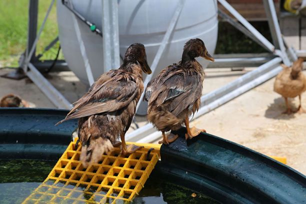 Pair of ducks getting out of a tank