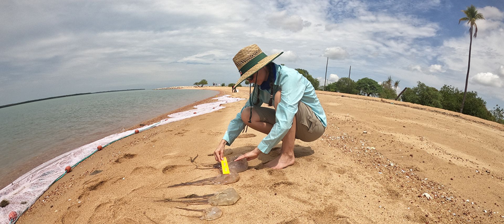 A researcher measuring large jellyfish on a beach near Weipa