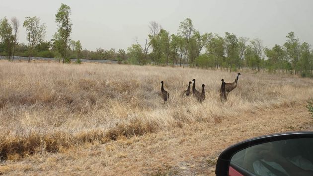 Emus in Mount Isa