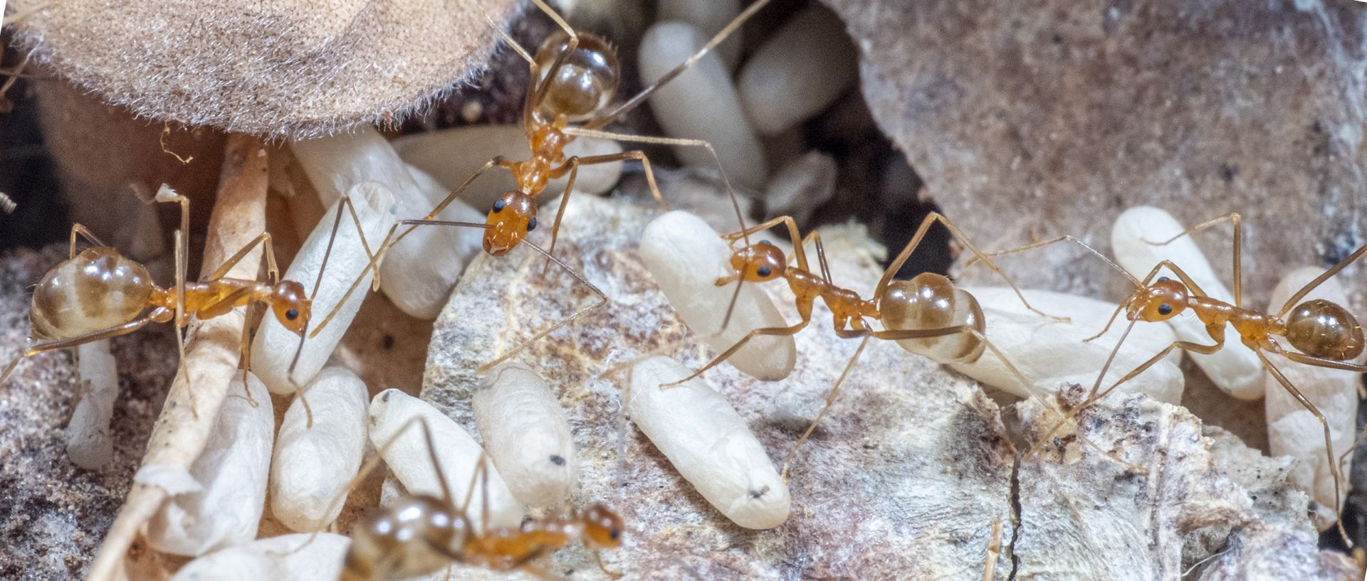 close-up of yellow crazy ants