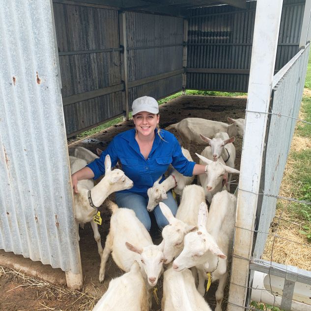 Christine with several sheep at Limestone Downs