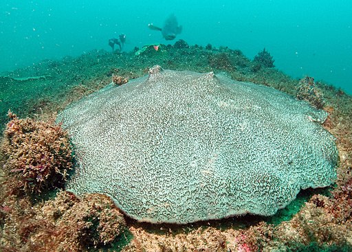 Encrusting coral