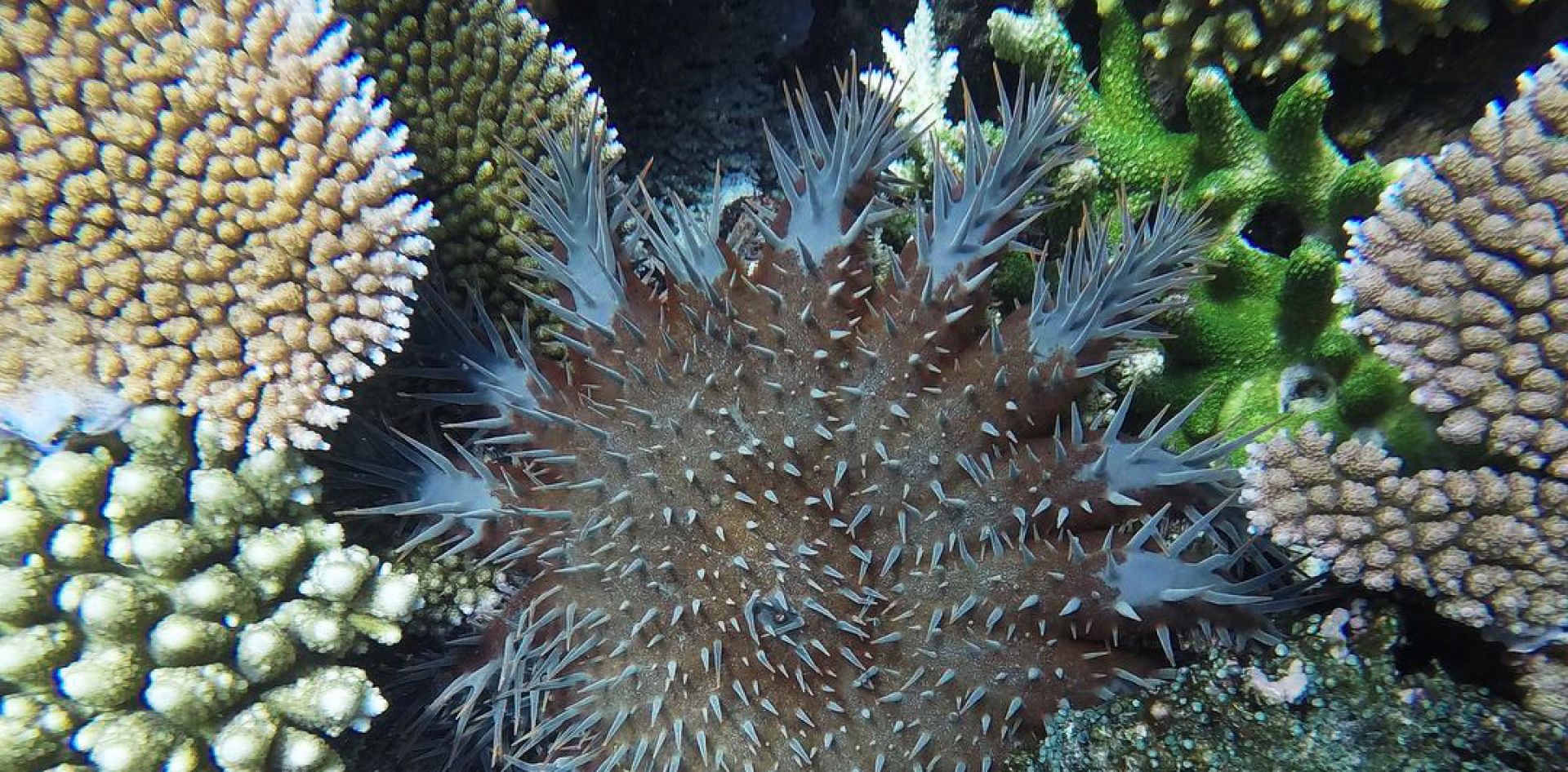 A Crown of Thorns Starfish amongst a range of corals