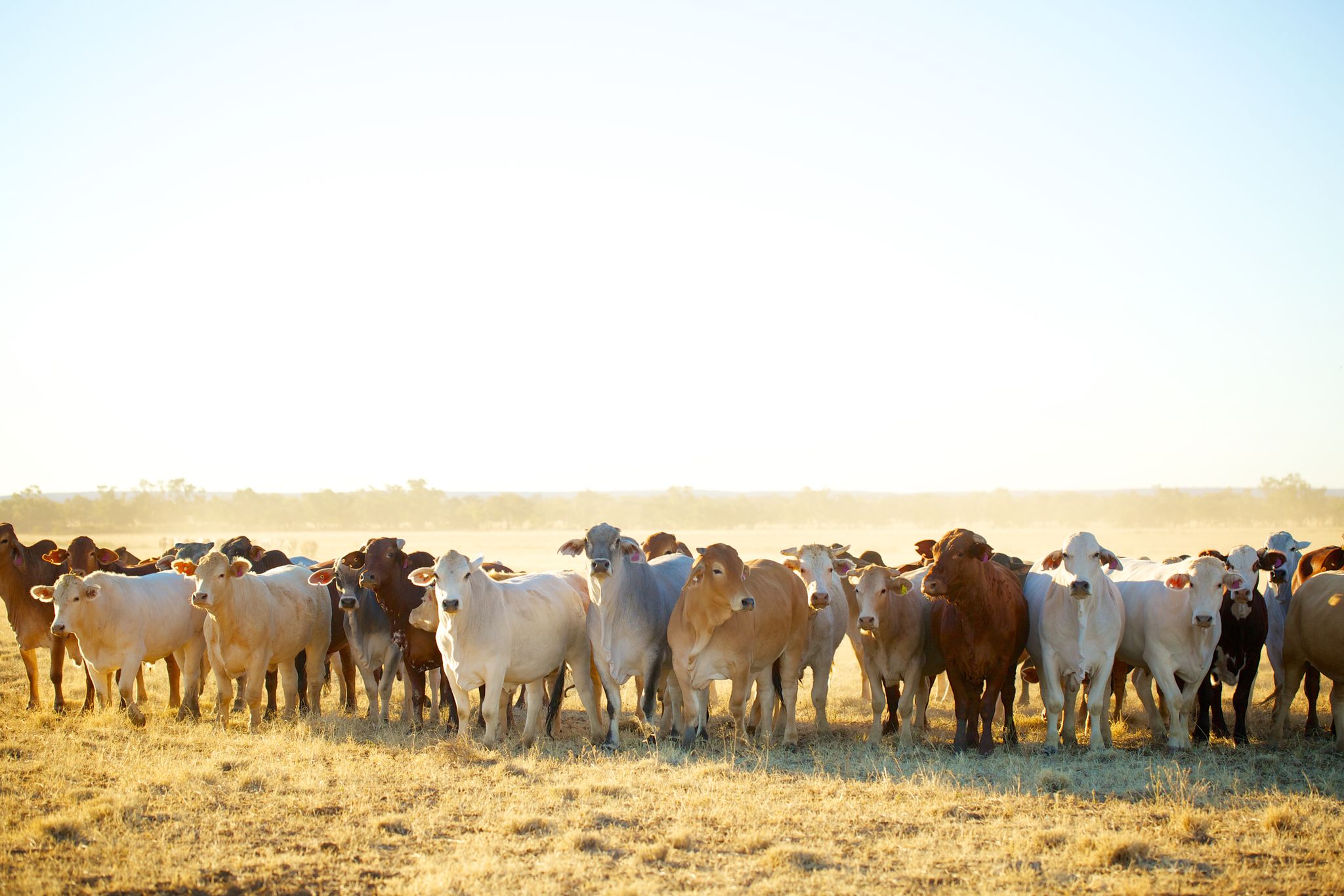 Herd of cattle. 