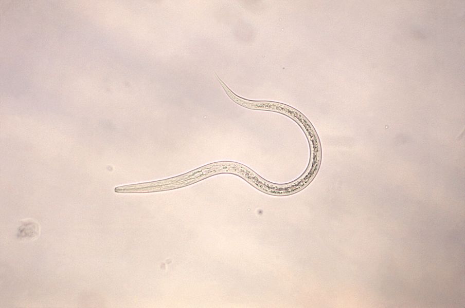 Hookworm Hookworm
