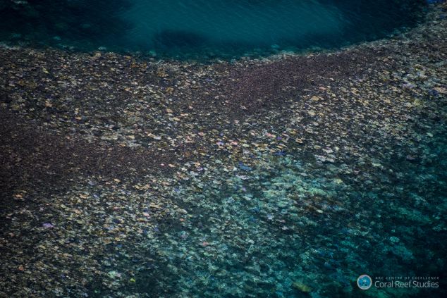 Great Barrier Reef coral bleaching