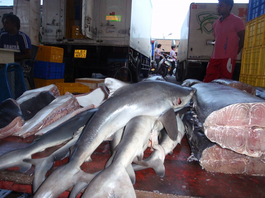 Sharks in a market in Sri Lanka.