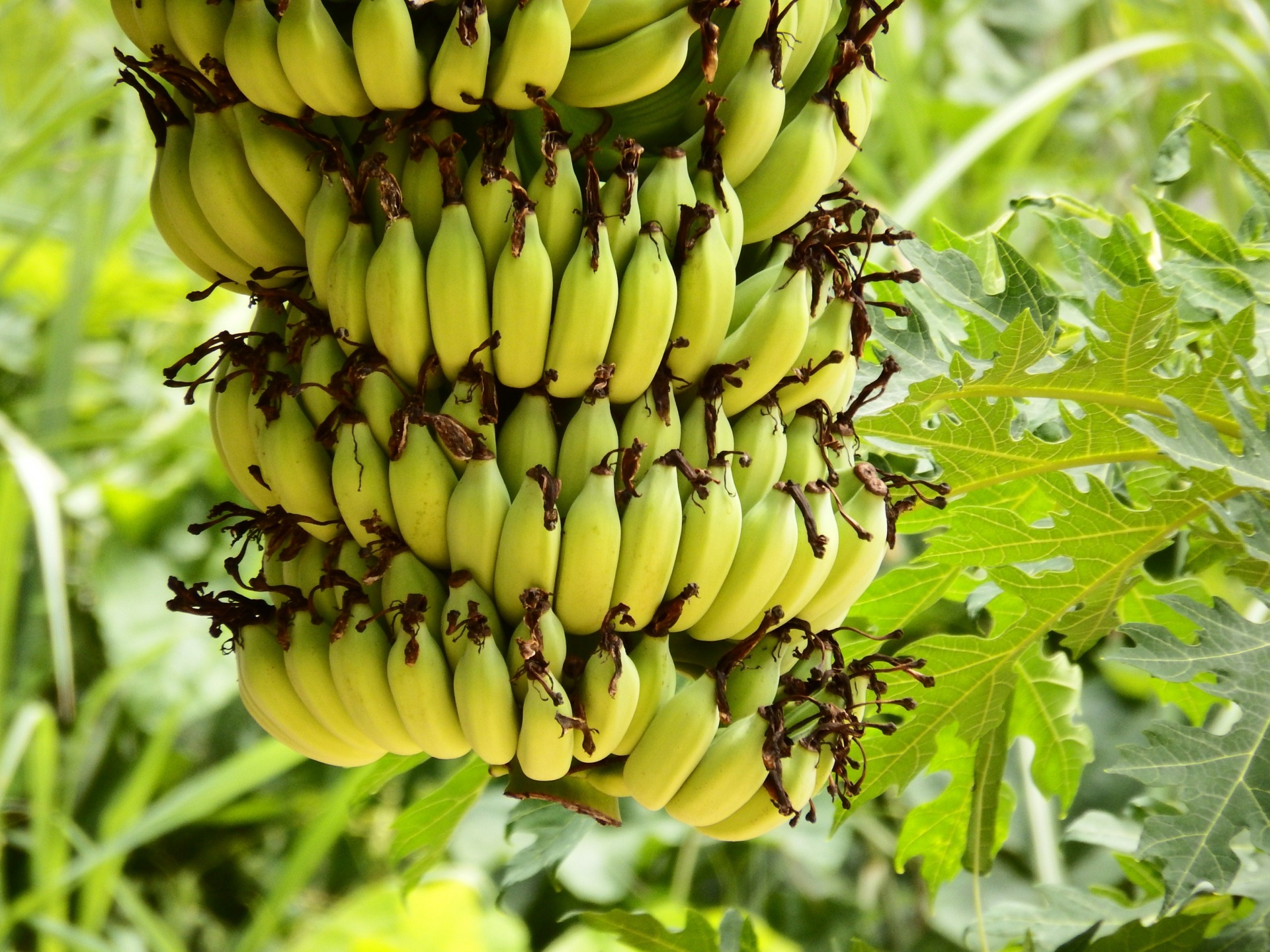 Fungus to fight banana pests - JCU Australia