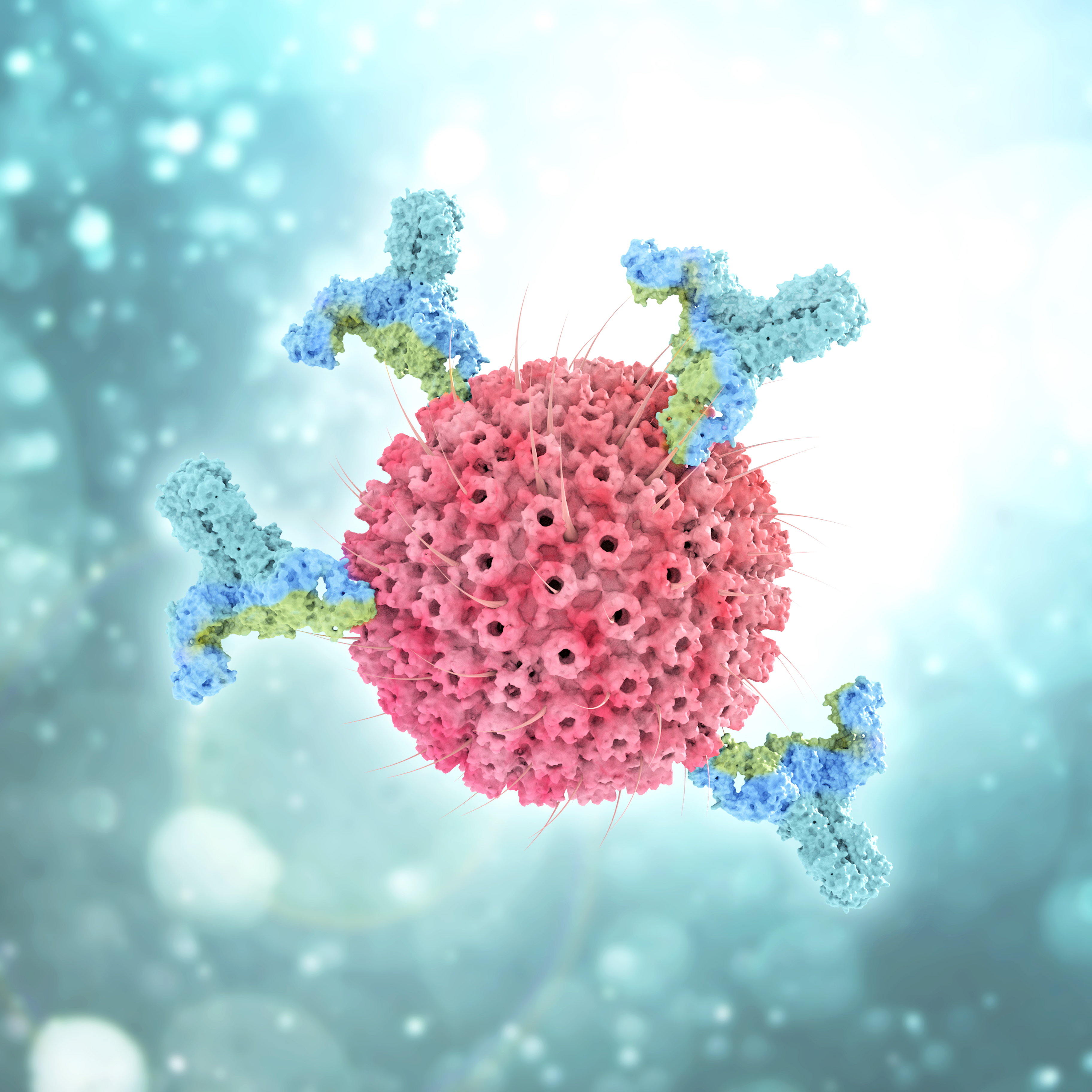 Antibody