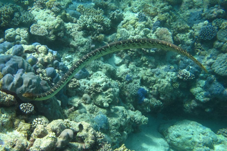 A sea snake swimming with rocks and corals behind it