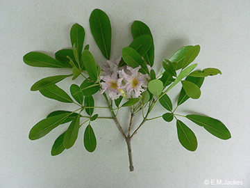 Image of Tabebuia heterophylla