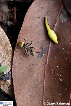 Image of Polyrhachis sp.