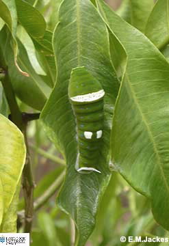 Image of Ulysses caterpillar