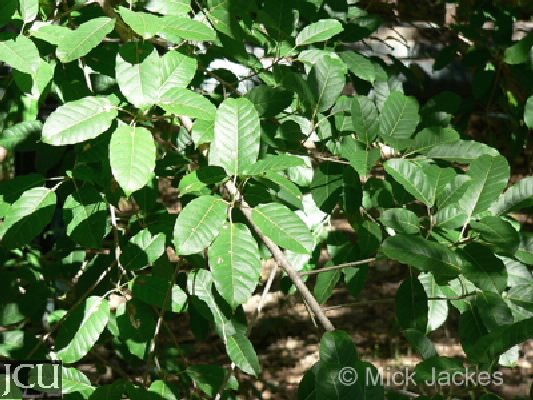 Ficus virens subsp. lanceolata 