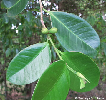 Image of Ficus microcarpa