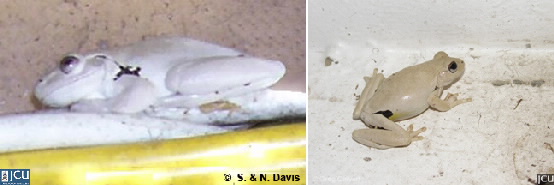 Images of L. rothii (putty coloured variant)