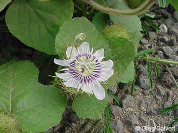 Image of Passiflora foetida