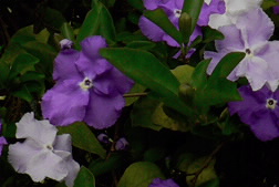closeup of flowers