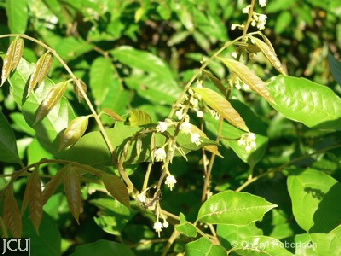 Image of Toechima leaves and flowers