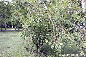 Image of Eucalyptus curtisii