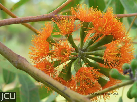 Eucalyptus phoenicea 