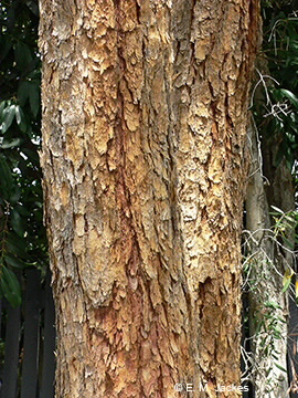 Image of peltata trunk