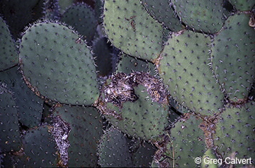 Image of opuntia stricta