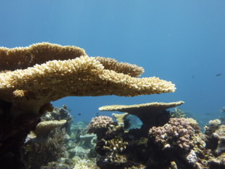 table coral. 
