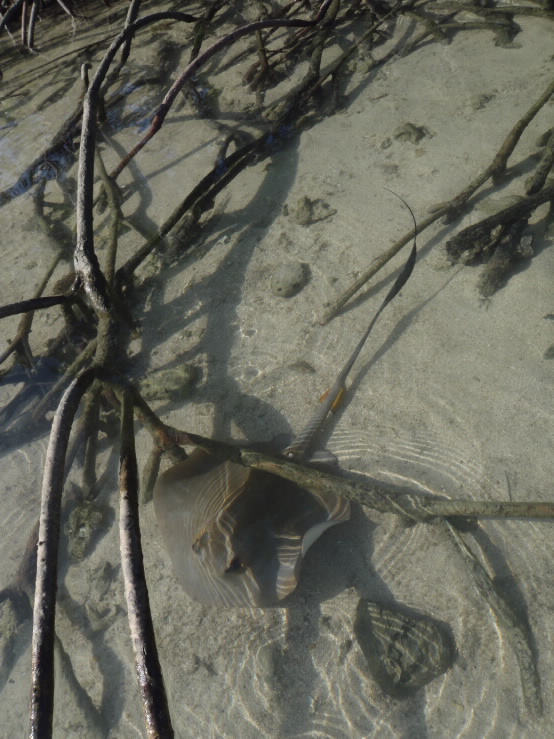 stringray swimming around mangrove roots. 