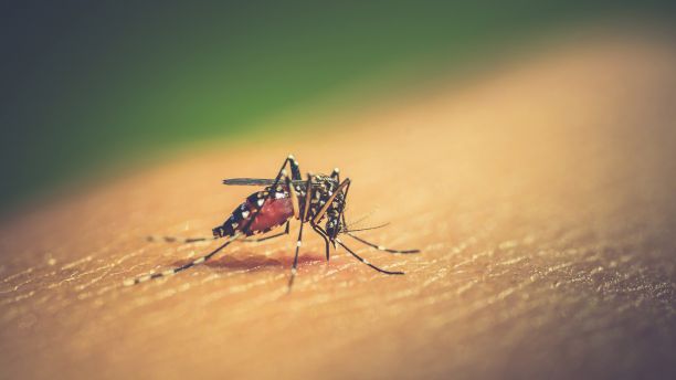 Malaria carrying mosquito