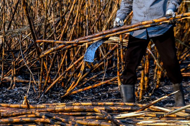 A person standing on burnt sugar cane with a sugar cane machete to cut down the cane. 