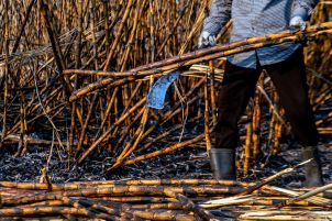 A person standing on burnt sugar cane with a sugar cane machete to cut down the cane. 