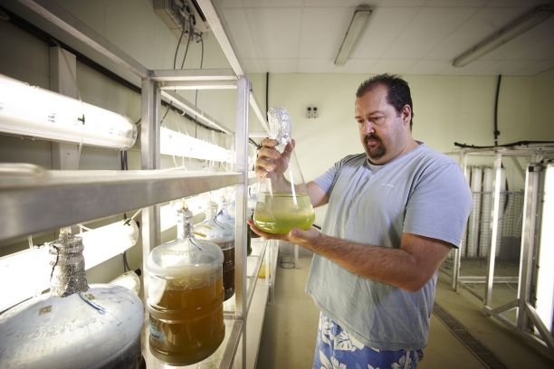 Man looking at large flask containing algae. 