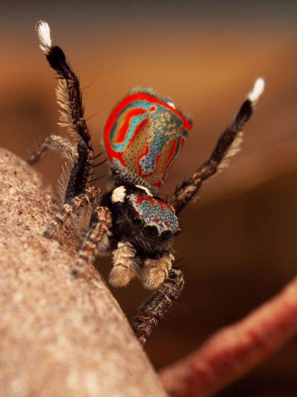 A close up of a peacock spider (Maratus elephans) with a red and blue body. 