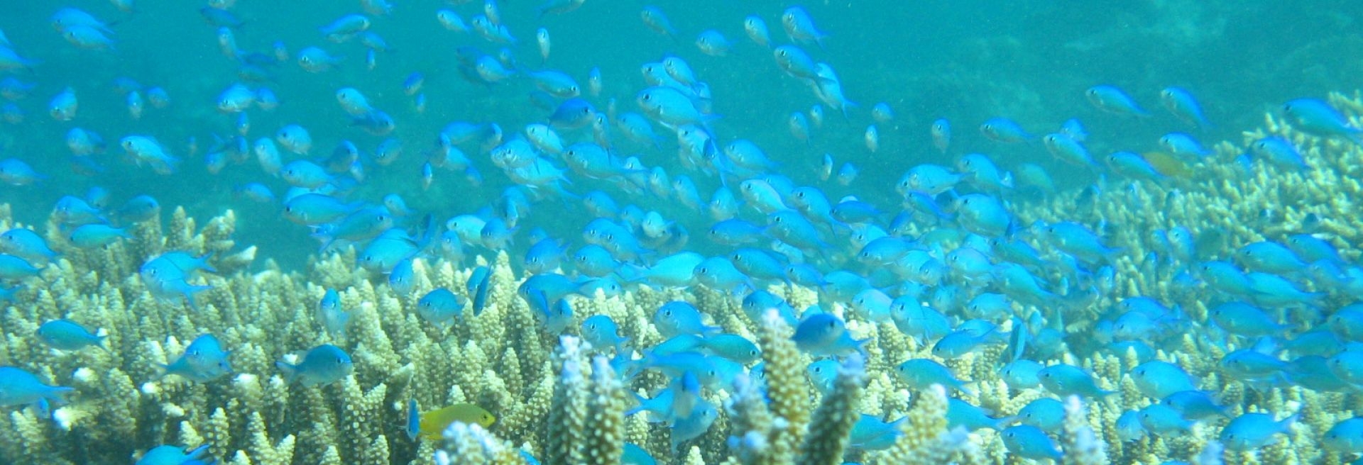 A school of tiny blue fish on the Great Barrier Reef
