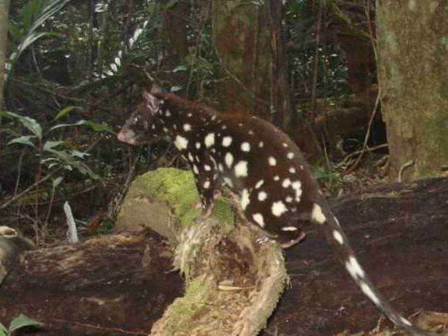 Quoll on a branch. 