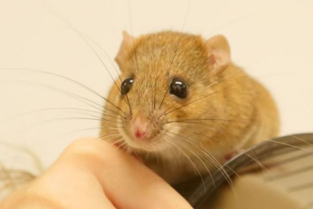 An adult fawn-footed mosaic-tailed rat. 