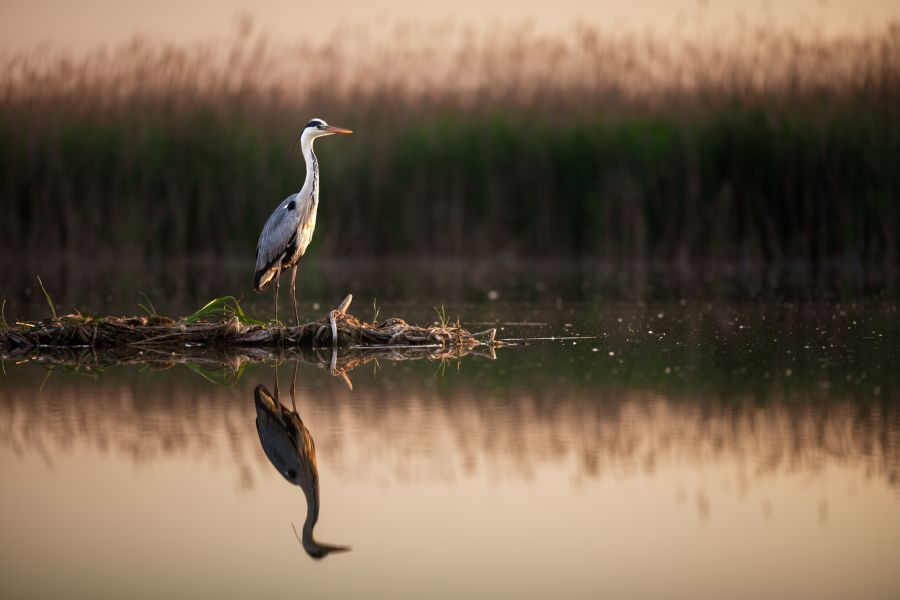 Grey heron