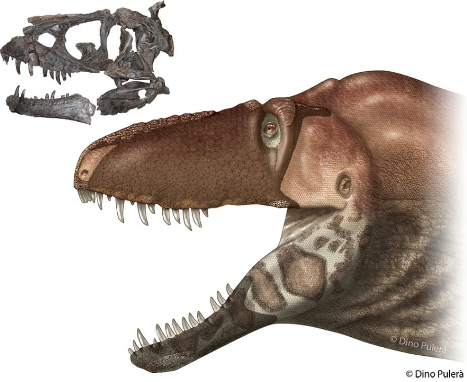 Holotype skull of Daspletosaurus horneri (MOR 590) and life reconstruction of its integument, based on the distribution of texture on the facial bones. 