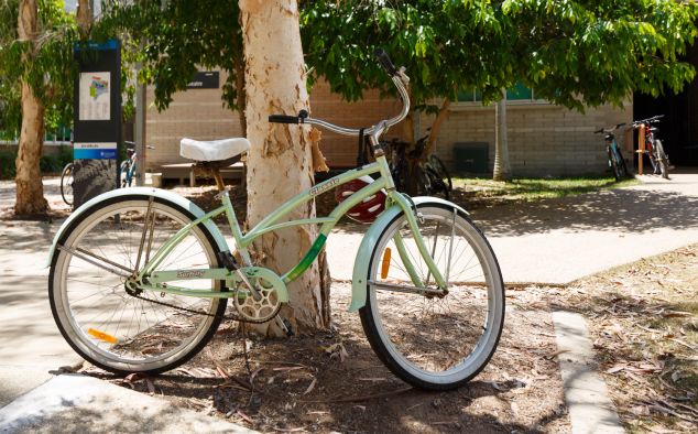 a pale green bicycle leans against a paperbark tree