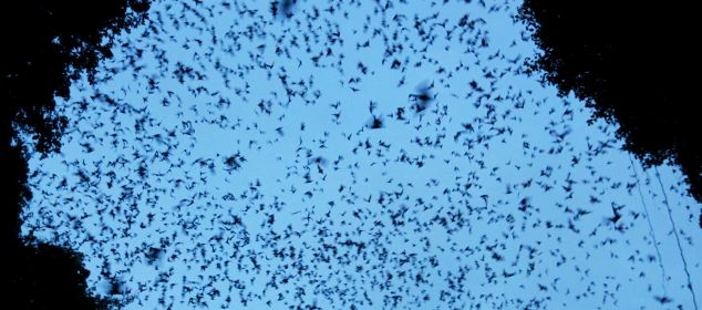 Bats flying out of an Indonesian cave for their nightly meal