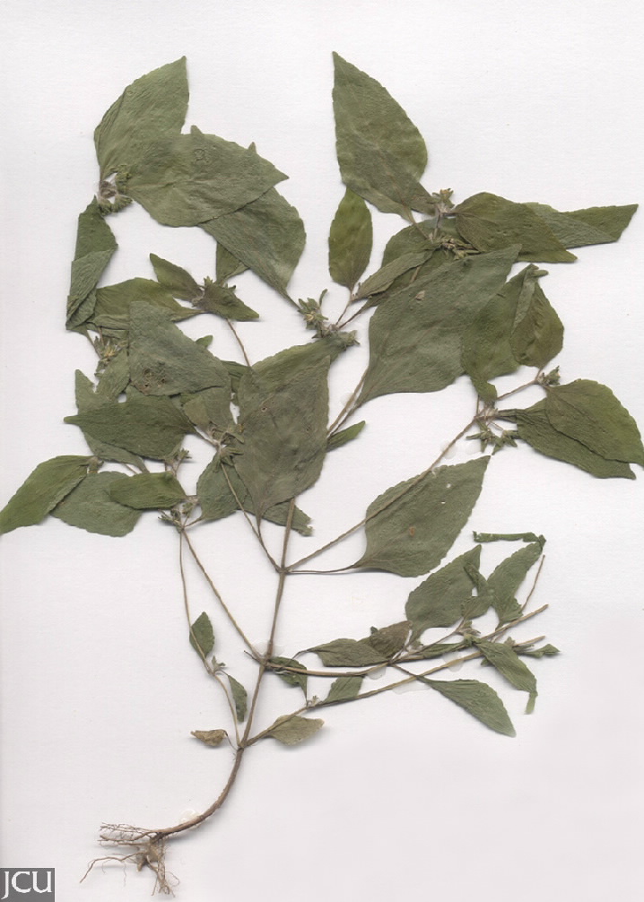 Calyptocarpus vialis  