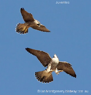 Peregrine falcon juveniles