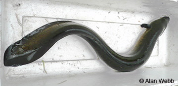 Image of long finned eel